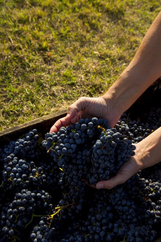 Denominazione di Origine Controllata e Garantita (DOCG) Sagrantino Montefalco